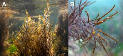 Standardized protocol for reproductive phenology monitoring of fucalean algae of the genus Cystoseira s.l. with potential for restoration